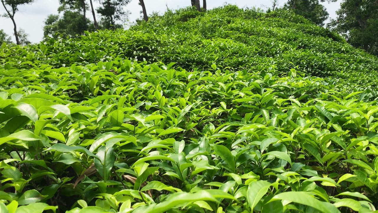 Tea Plants Growing On The Hills In Malnichhera Tea Garden In Sylhet, Bangladesh. - wide shot