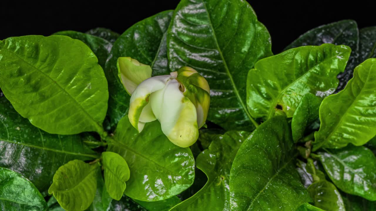 timelapse de la hermosa gardenia blanca flor de jazmín floreciendo sobre un fondo de hojas verdes. video 4k. día de san valentín, día de la madre, primavera, vacaciones, amor, cumpleaños, concepto de pascua
