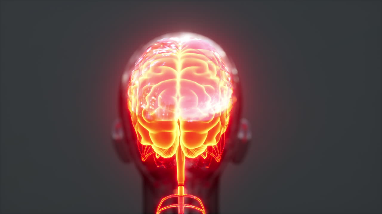 cerebro brillante con columna vertebral y nervio