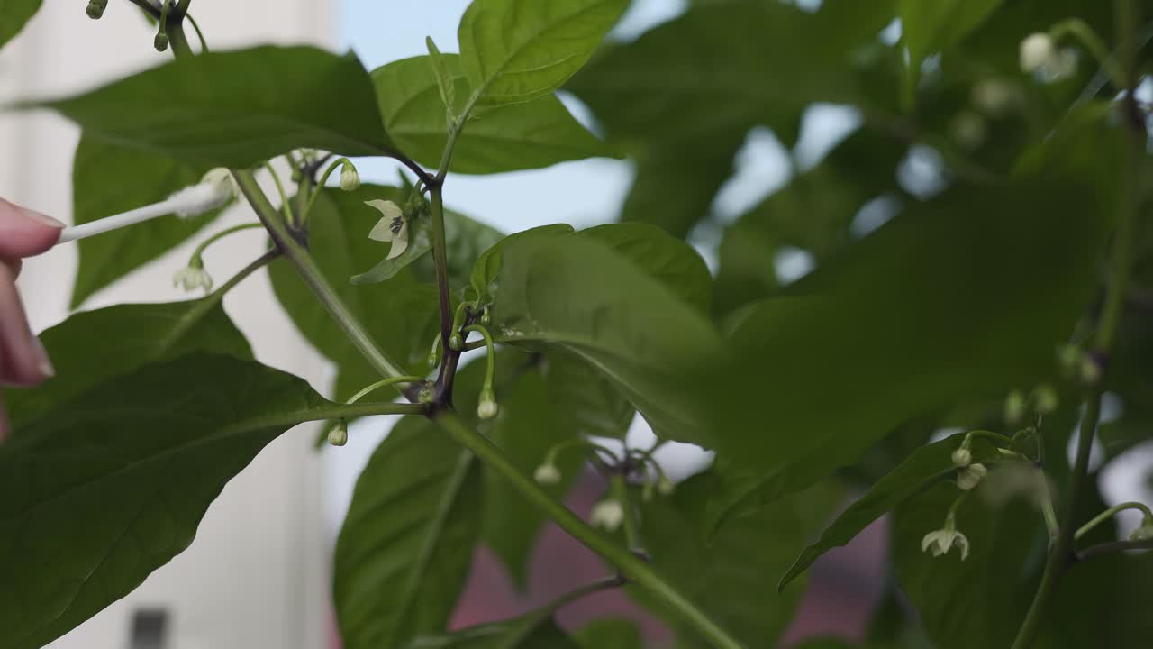 A female using a cotton swap to pollinate a flower on a carolina reaper chili plant-1