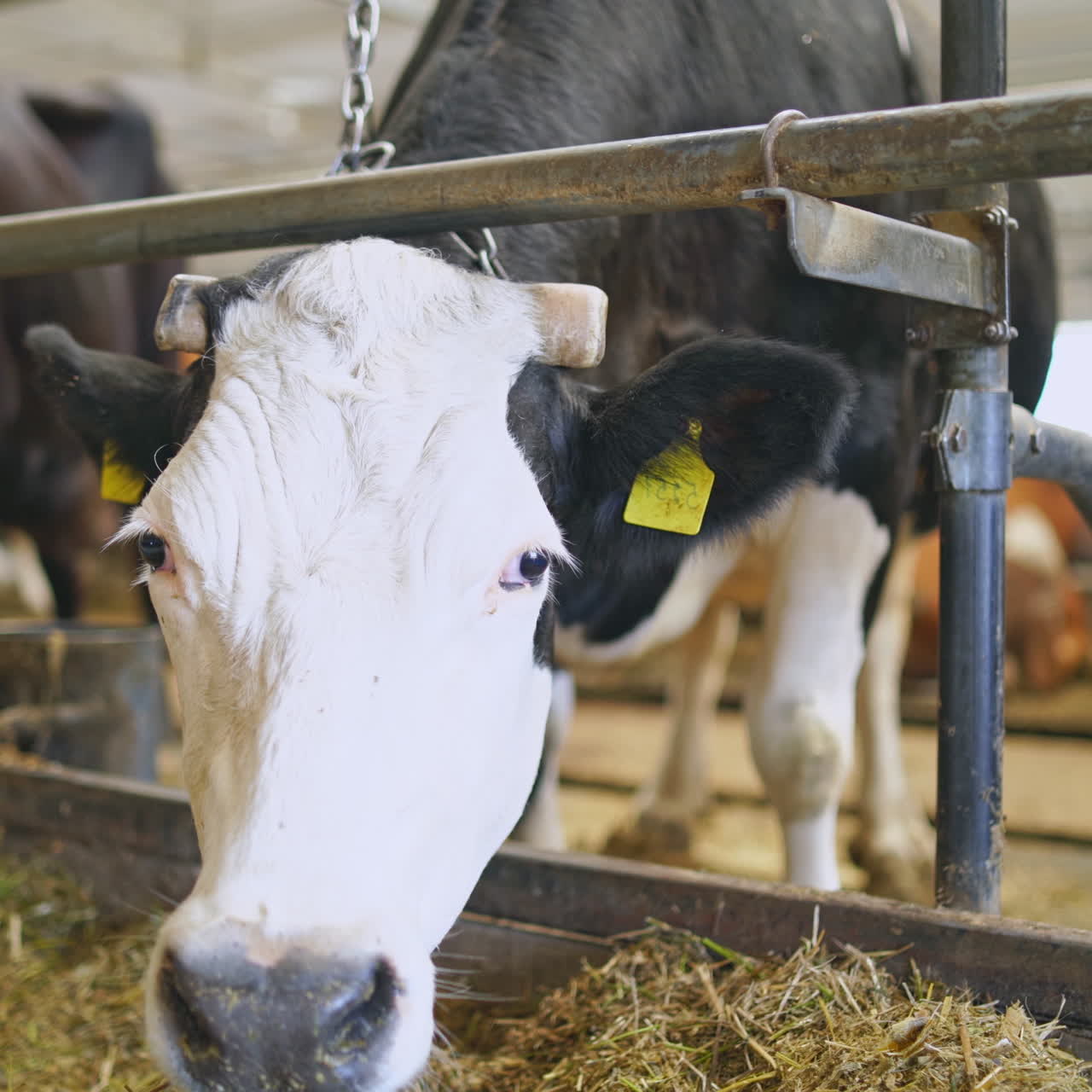 Black and white cow in a dairy farm. Milk cows inside a cowshed. Farming concept of a livestock.