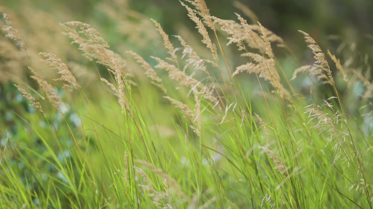마른 풀의 털털한 귀가 바람에 흔들리고