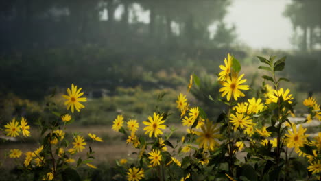 beautiful yellow flowers in a foggy forest