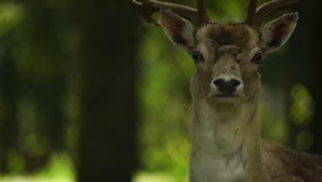 deer head with antlers in the natural environment, wild animal, close up following shot