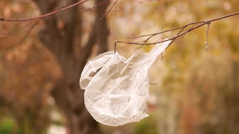 plastic bag hanging from tree branch