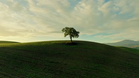 aerial of a lone tree in the middle of a ploughed field in tuscany at sunrise, province of siena, italy