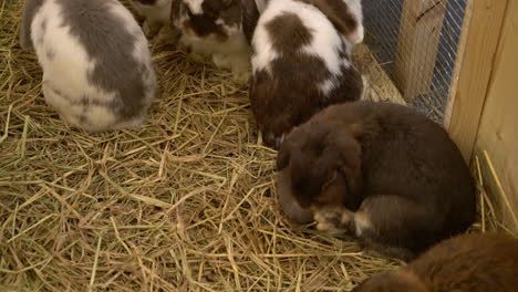 Süßes-Kaninchen-Auf-Einem-Bauernhof
