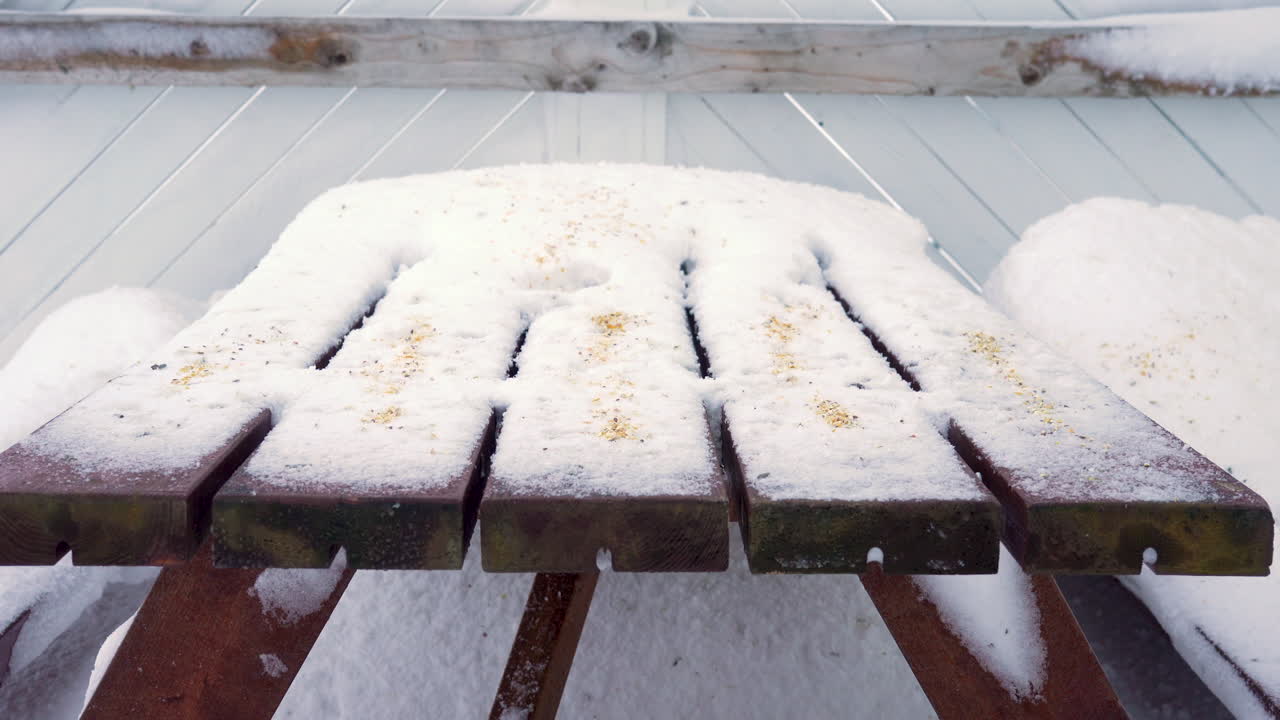 탁자에서 씨앗을 쪼아먹는 눈 멧새 몇 마리