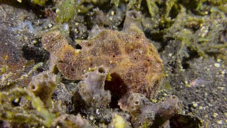 Painted-frogfish-unfolds-its-rod-with-translucent-lure