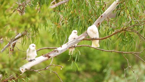 three white cockatoos in an eucalyptus tree