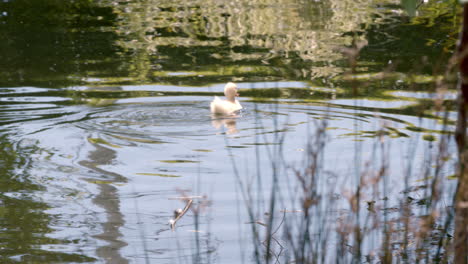 little ducks foraging in shallow water