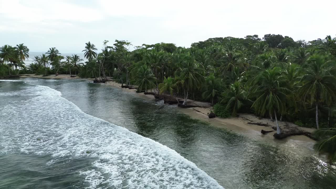 Bocas del Toro, Panama Aerial Drone Footage of Tropical Beach and Palm Tree