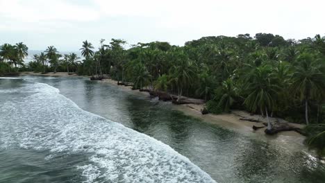 bocas del toro, panama aerial drone footage of tropical beach and palm tree