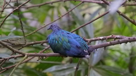 Rare-sight-of-nicobar-pigeon-resting-on-tree-branch