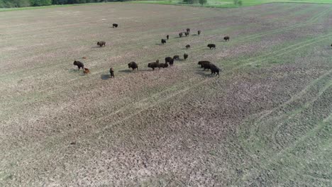 Luftaufnahme-Einer-Gruppe-Von-Bisons-In-Einem-Feld