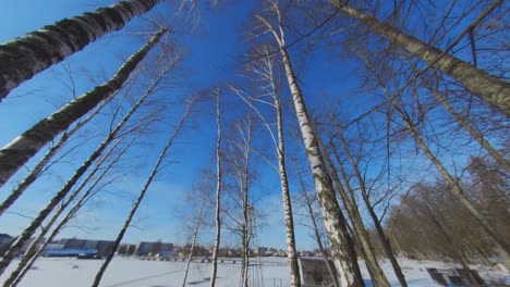 árboles de abedul sin hojas y muebles hechos de paletas de madera en el parque en un soleado día de invierno