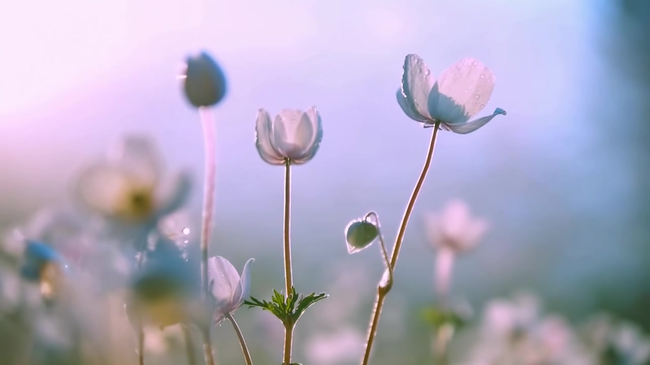 晨光中帶有露珠的精緻白色銀蓮花