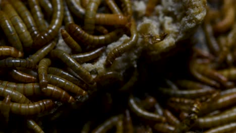 the mealworm is a species of darkling beetle used to feed pets like fish, snakes, birds, and frogs