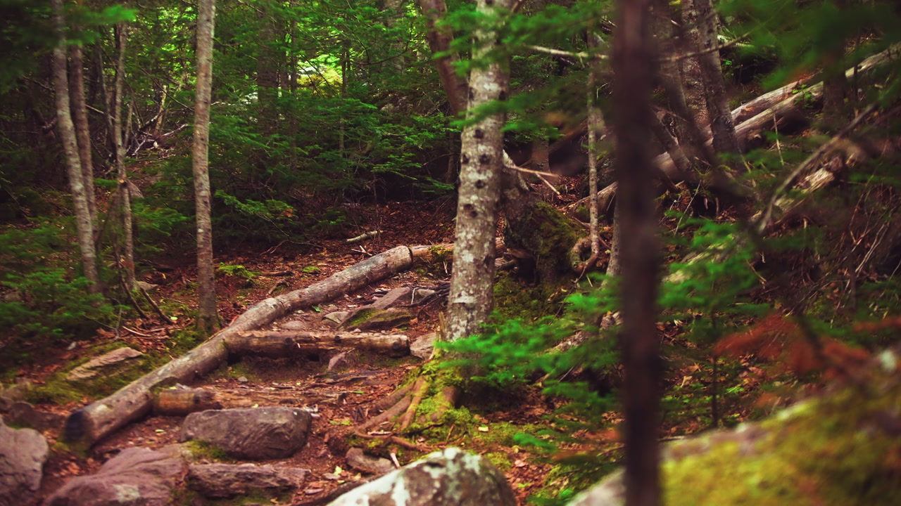 Floating shot of heavily tree covered forest and trail in the autumn months. St. Johns Newfoundland Canada.