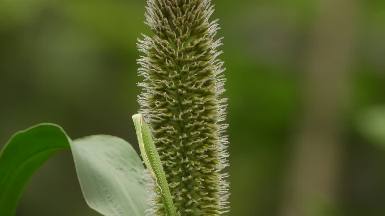 Sorghum seeds plant 4k footage