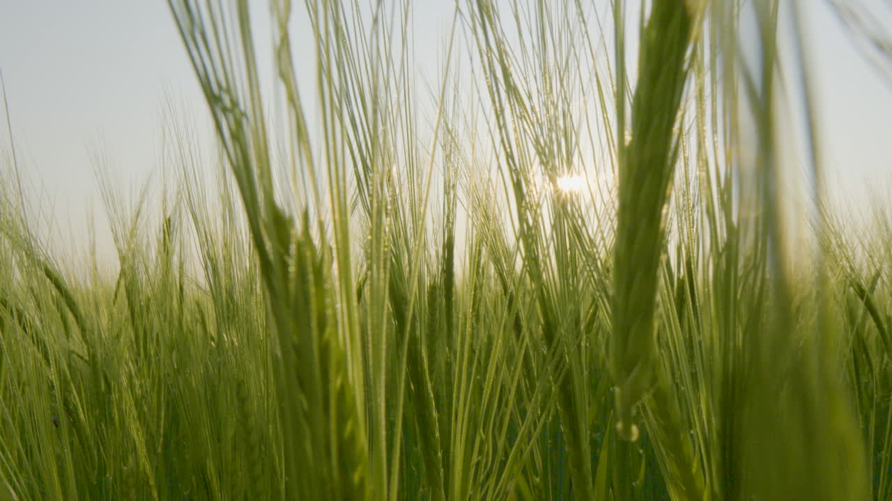 풍요로운 초록색 보리 가 바람 을 타고 움직이고  ⁇ 빛 이  ⁇ 아오르는 가까운 모습