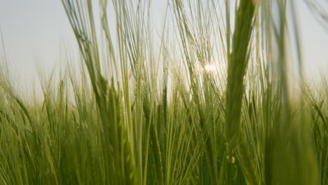 Nahaufnahme-Der-üppigen-Grünen-Gerste,-Die-Sich-Im-Wind-Bewegt,-Während-Die-Sonne-Durchscheint