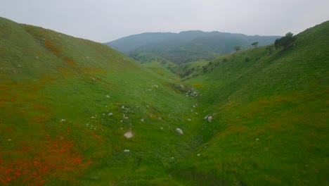 a low aerial over a canyon of poppies and wildflowers in california 1