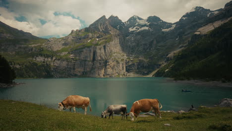cows grazing by a swiss mountain lake