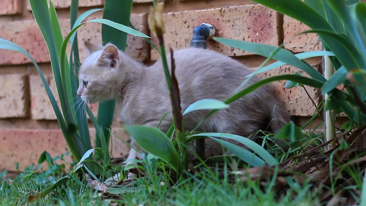 gato jugando con plantas