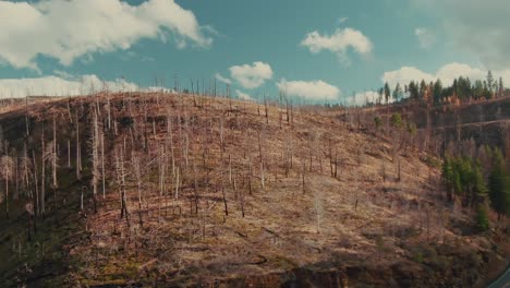 4k aerial burnt trees on hill with blue sky on background