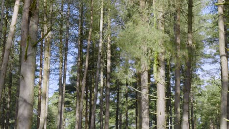 Low-angle-shot-of-tree-trunks-while-walking-through-Brandon-Country-Park-in-Thetford-Forest-in-Norfolk,-England-on-a-sunny-day