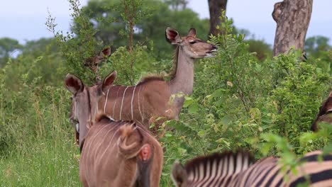 a herd of female kudus and zebras feeding on the lush green bushes on a windy summer day, kruger national park