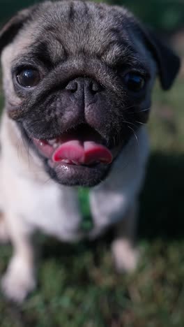 close-up of a pug puppy