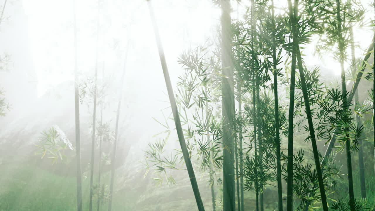 atmósfera matutina en un bosque de bambú