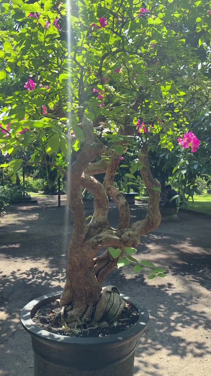 Bellissimo Bonsai di Bougainvillea in un Giardino Soleggiato