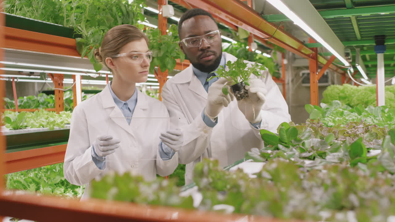 Multiethnic Couple Of Botanists Working In Vertical Farm