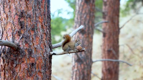 red squirrel eating a pine cone in a pine forest