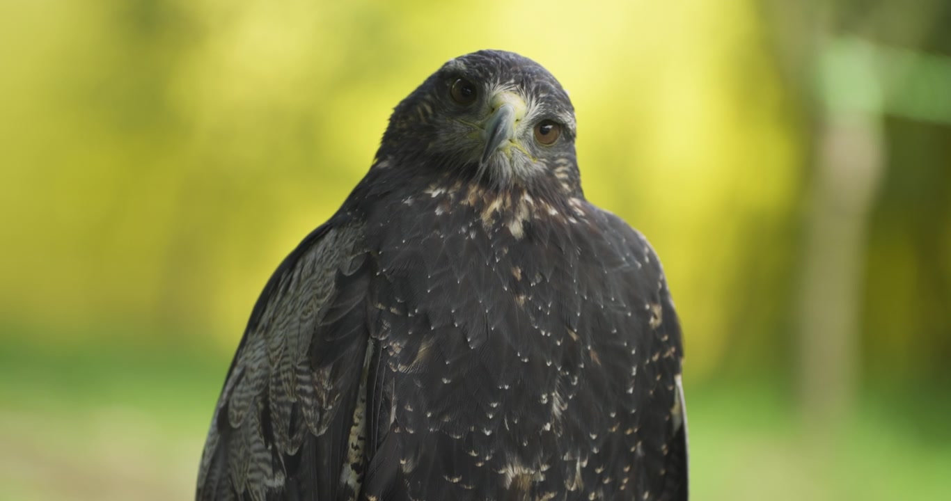 Ritratto frontale ravvicinato di un'aquila poiana dal petto nero con piumaggio scuro a barre e cera gialla che guarda la fotocamera su uno sfondo verde brillante al Jeju Flower Bird Park Hwajoowon in Corea
