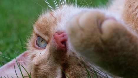 close up of head of orange - red haired cat lying in the grass on its back with visible paw