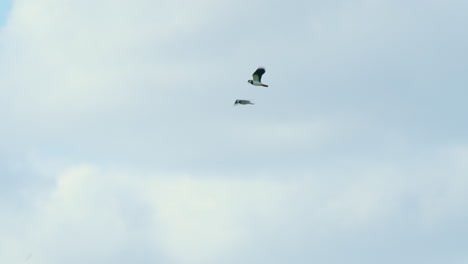 Dos-Pájaros-De-Avefría-Volando-Alto-En-El-Cielo,-Sumergiéndose-En-El-Aire