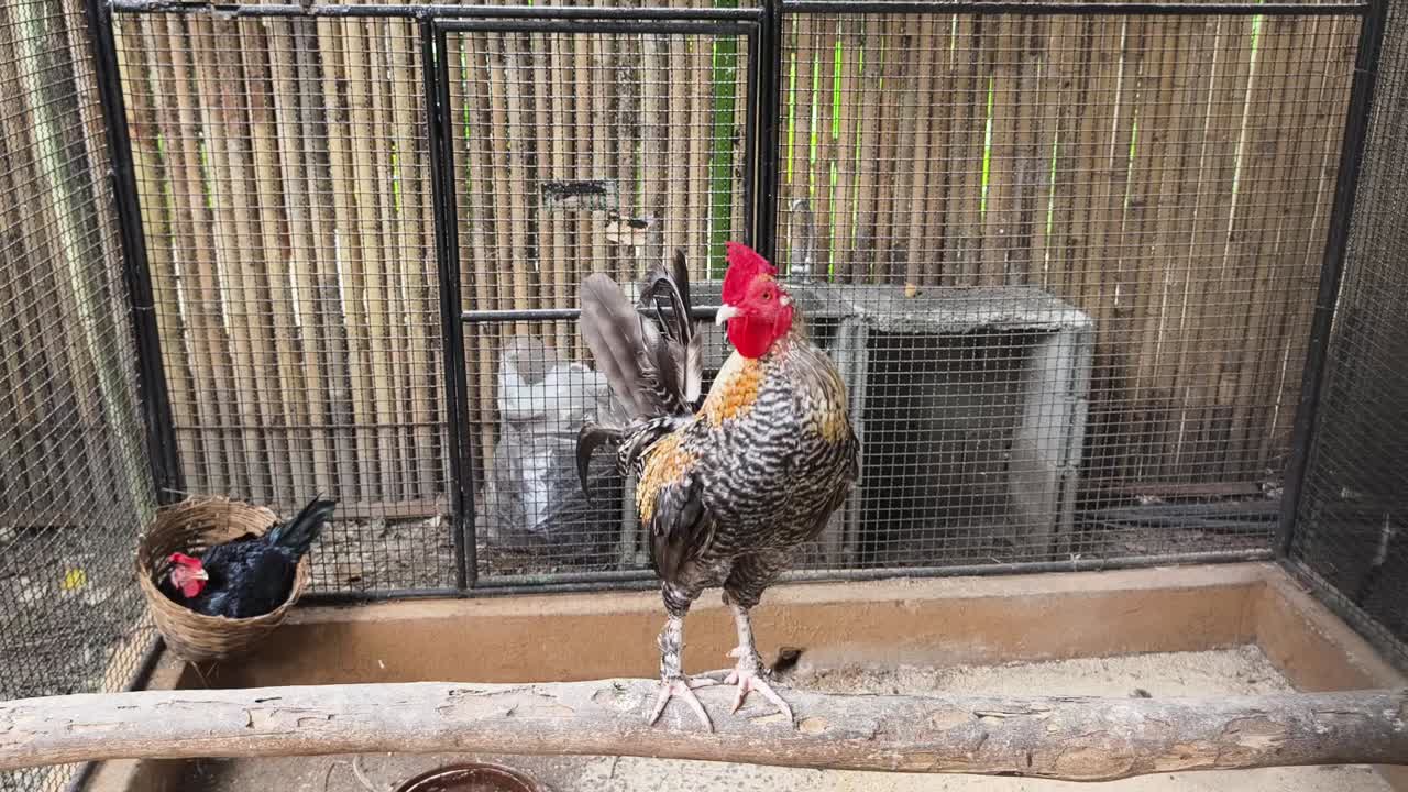gallo en una jaula