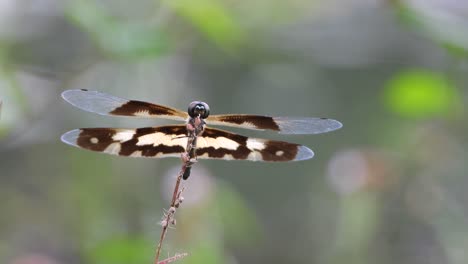 tiger dragonfly in pond uhd mp4 4k video .