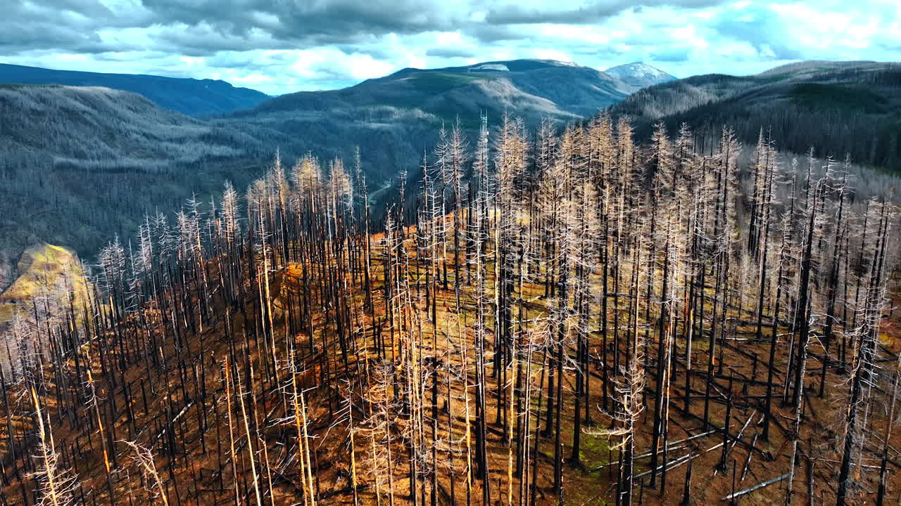 Going up to the top of a brown bare mountain covered with dry trunks of pine trees. Flight above the rock with burnt trees.