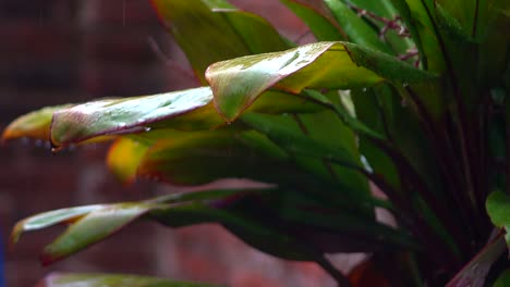 Las-Gotas-De-Lluvia-Caen-De-Las-Hojas-En-Un-Día-Lluvioso