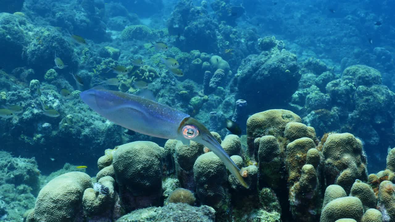 calamar de arrecife del caribe en el arrecife de coral del mar del caribe alrededor de curacao