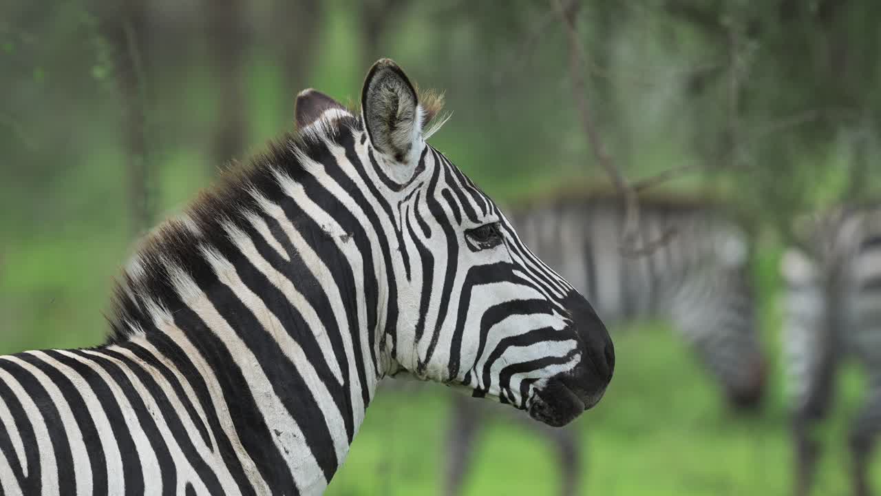 zebra en el safari de animales africanos en el área de conservación de ngorongoro en el parque nacional de ndutu en tanzania, en la vida silvestre africana en la naturaleza