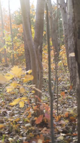 Gelbe-Blätter-Im-Wald