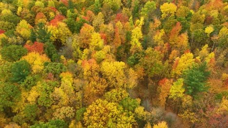 Verfolgung-Verschiedener-Blattfarben-Mitten-Im-Herbst