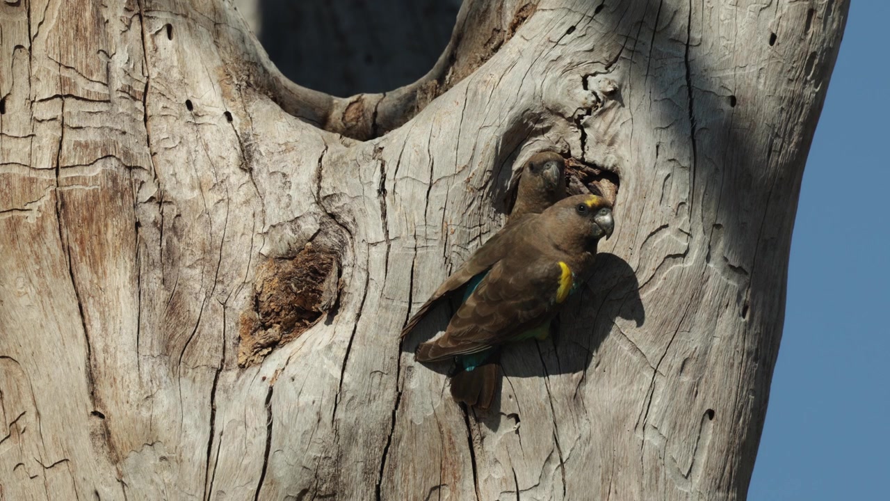 A Meyer's parrot taking flight and leaving the nest site while the other bird is still perched at the entrance of the nest cavity in a dead tree, Botswana wilderness.