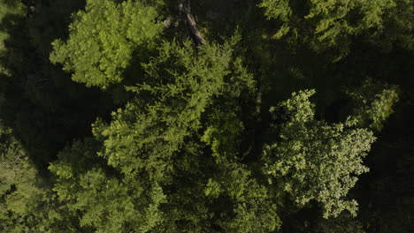 tree foliage canopies in tropical forest in borjomi central park, georgia